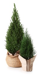 Photo of Two small spruce trees isolated on white