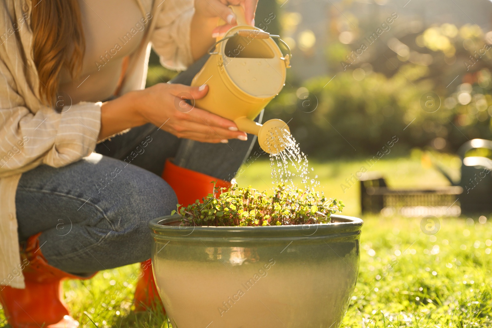 Photo of Woman watering potted seedlings with can outdoors, closeup