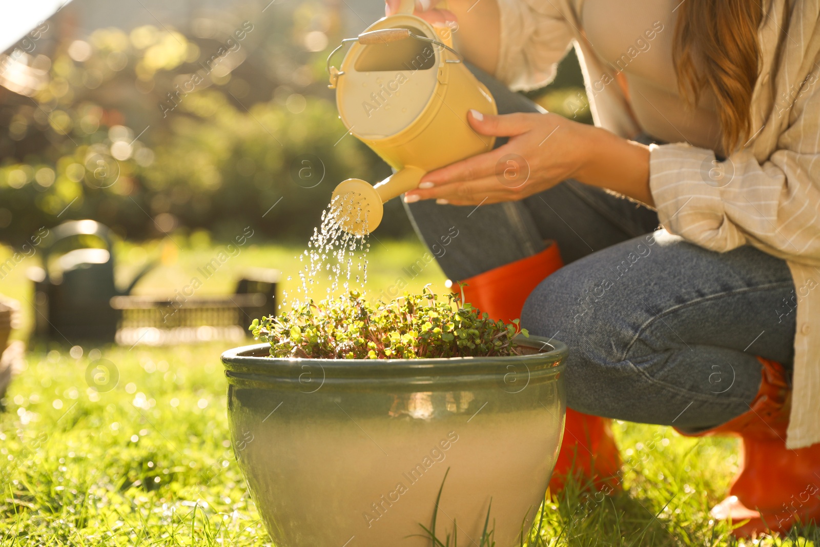 Photo of Woman watering potted seedlings with can outdoors, closeup