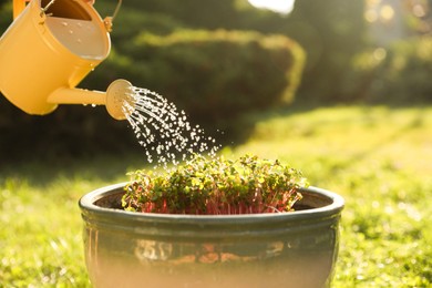 Photo of Watering potted seedlings with can on sunny day, closeup