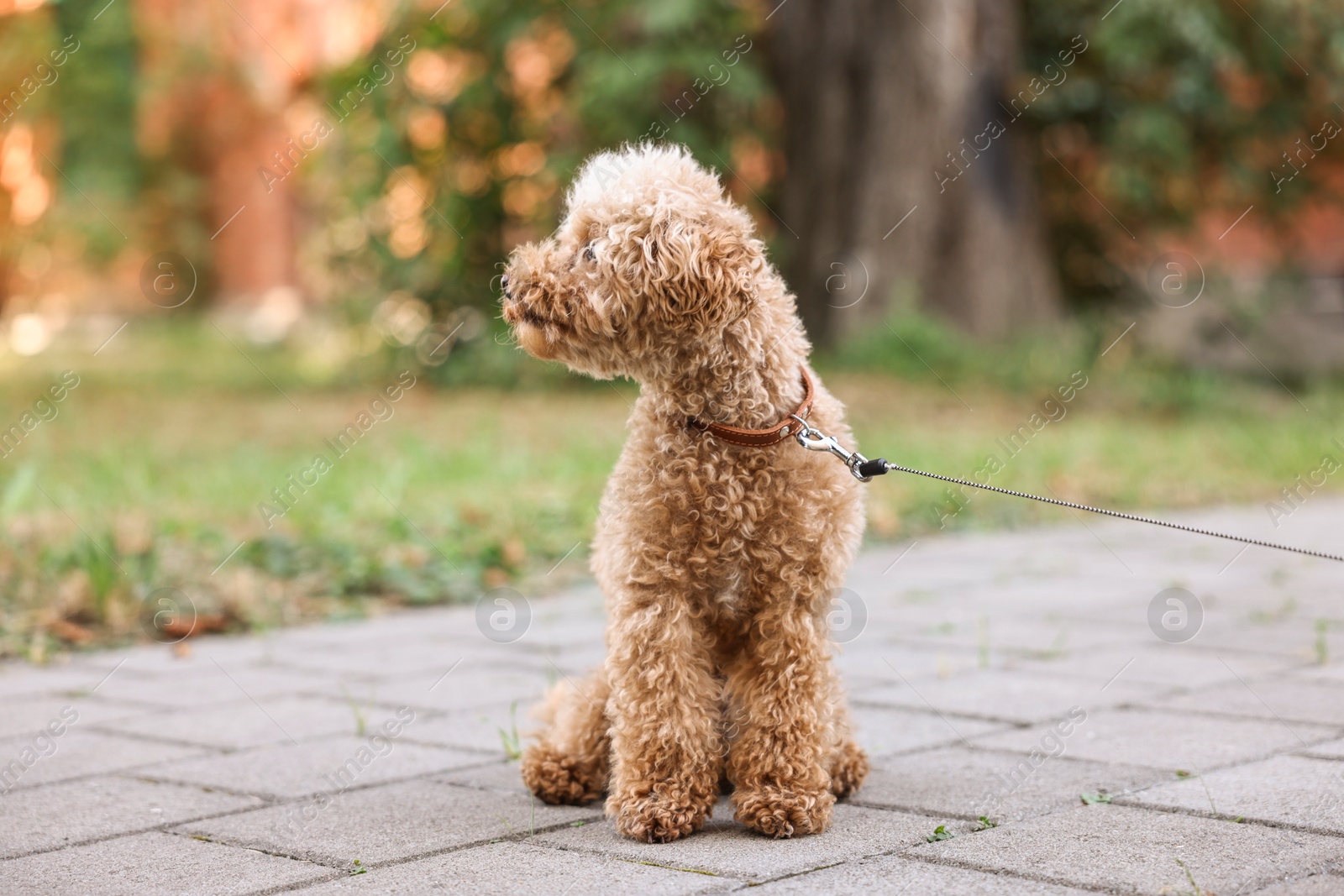 Photo of Cute Maltipoo dog with leash on walk outdoors