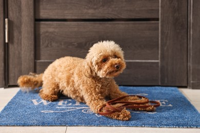 Photo of Walking with dog. Cute Maltipoo with leash near door indoors