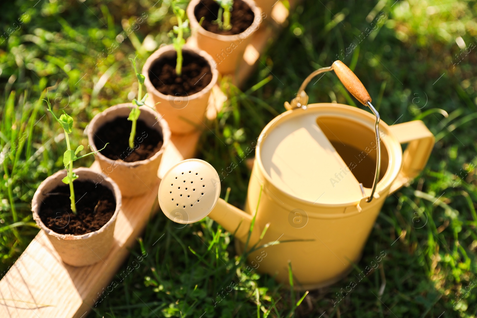 Photo of Potted seedlings and watering can on green grass outdoors, closeup