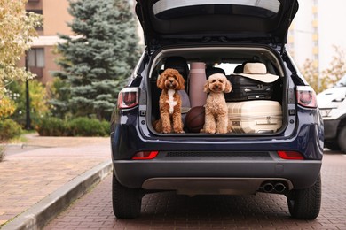 Cute fluffy dogs sitting near suitcases in car trunk