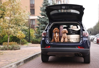 Cute fluffy dogs sitting near suitcases in car trunk