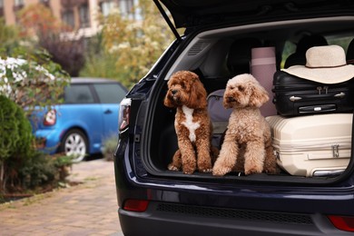 Photo of Cute fluffy dogs sitting near suitcases in car trunk