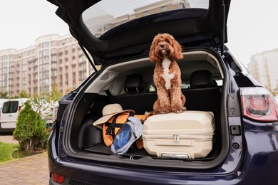 Cute Cavapoo dog with suitcase and other stuff in car trunk