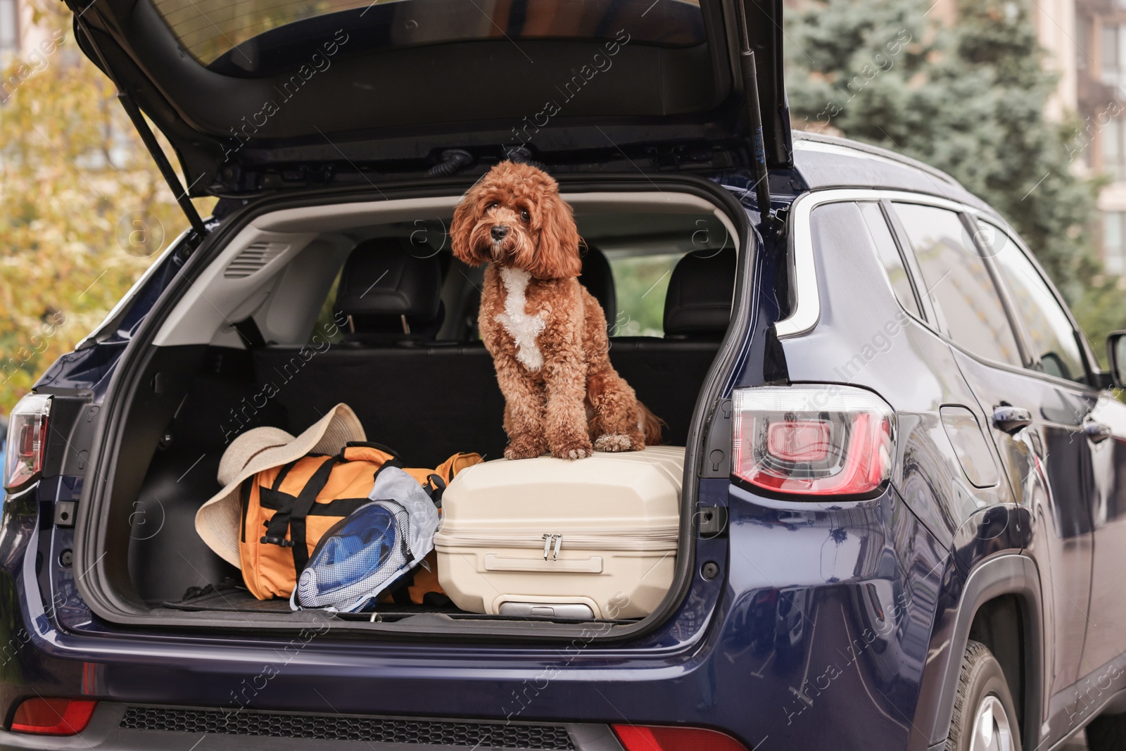 Photo of Cute Cavapoo dog with suitcase and other stuff in car trunk