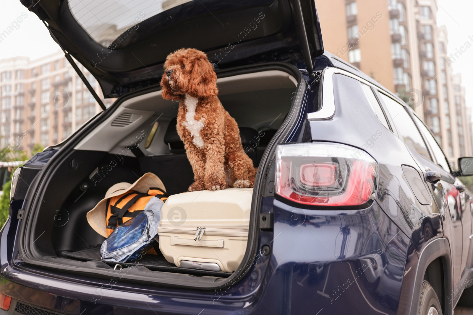 Photo of Cute Cavapoo dog with suitcase and other stuff in car trunk