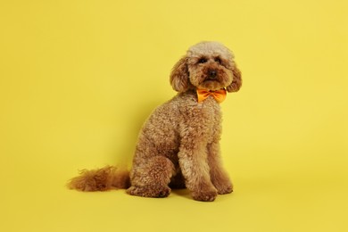 Photo of Cute Toy Poodle dog wearing orange bow tie on yellow background