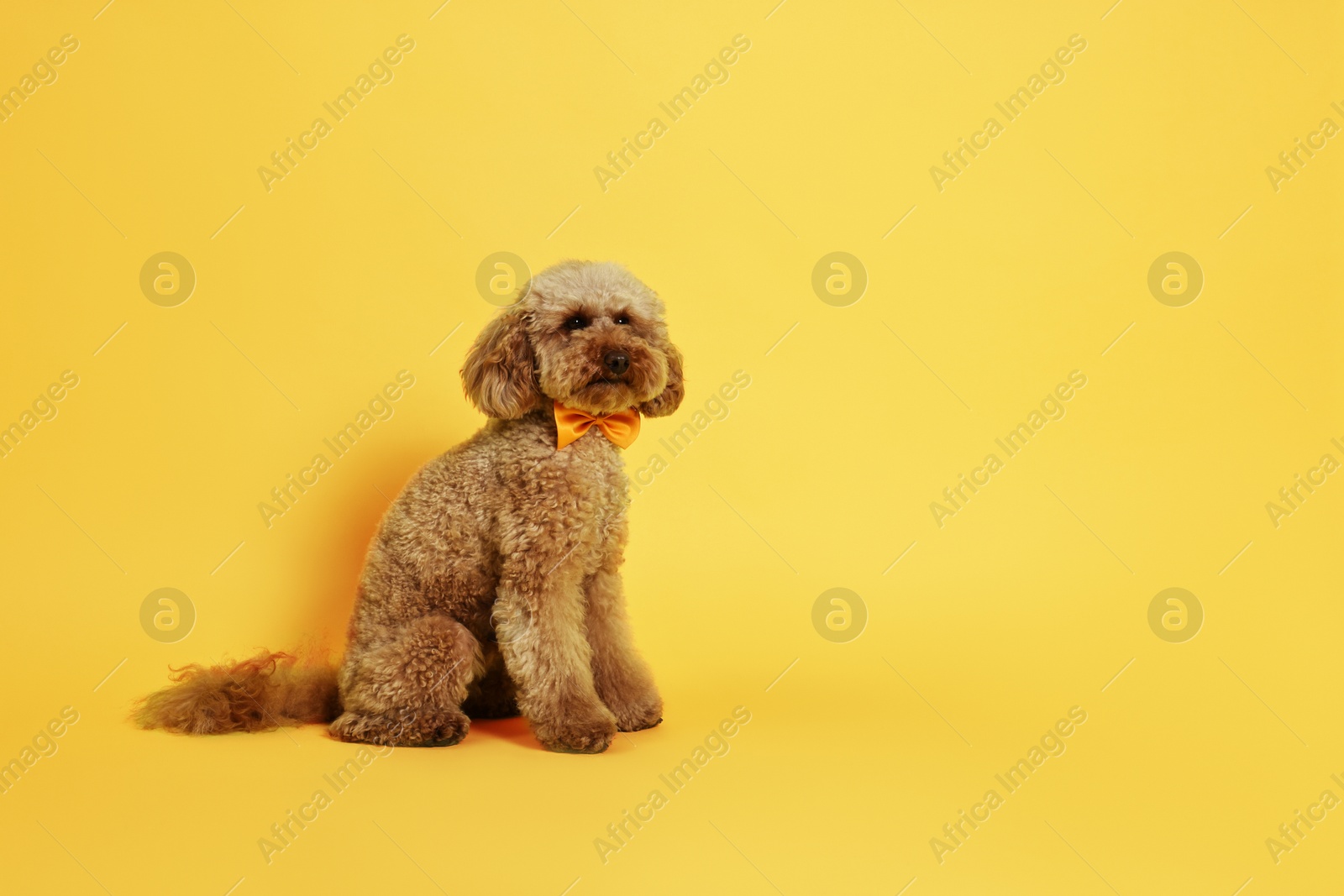 Photo of Cute Toy Poodle dog wearing orange bow tie on yellow background, space for text