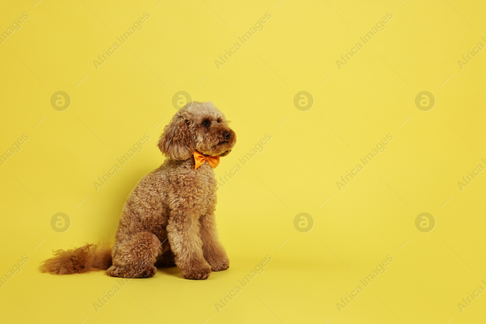 Photo of Cute Toy Poodle dog wearing orange bow tie on yellow background, space for text