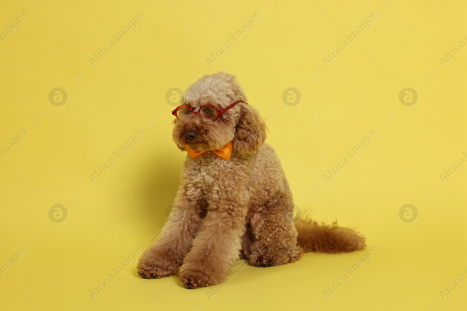 Photo of Cute Toy Poodle dog wearing bow tie and glasses on yellow background