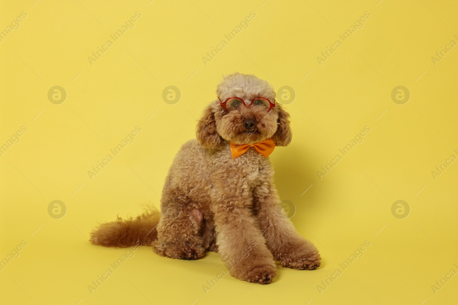 Photo of Cute Toy Poodle dog wearing bow tie and glasses on yellow background