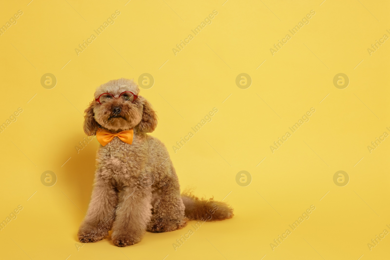 Photo of Cute Toy Poodle dog wearing bow tie and glasses on yellow background, space for text