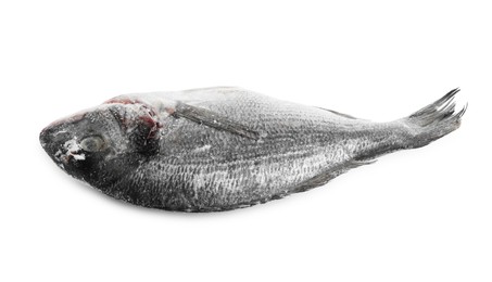 Photo of One frozen carp fish isolated on white