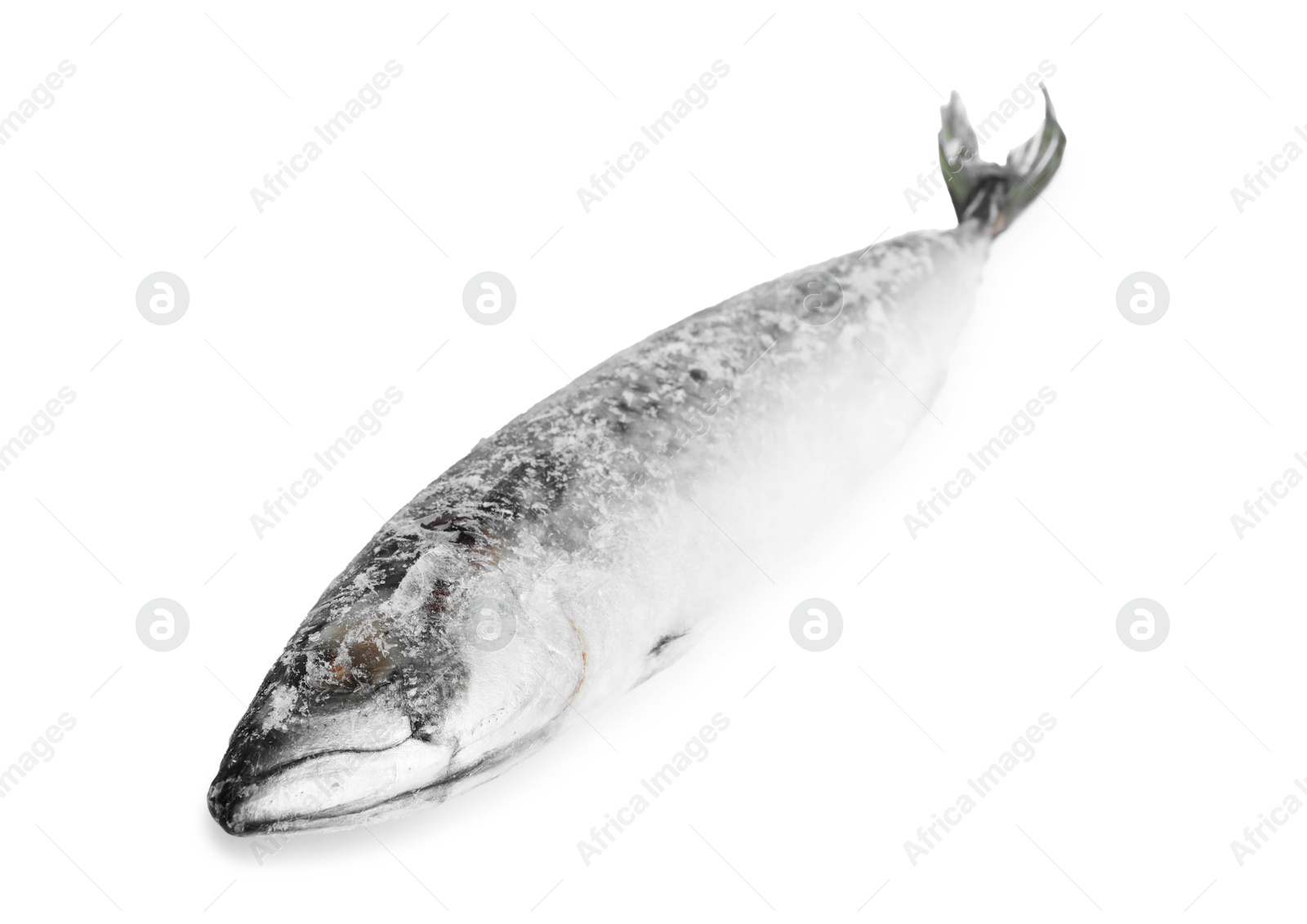 Photo of One frozen mackerel fish isolated on white