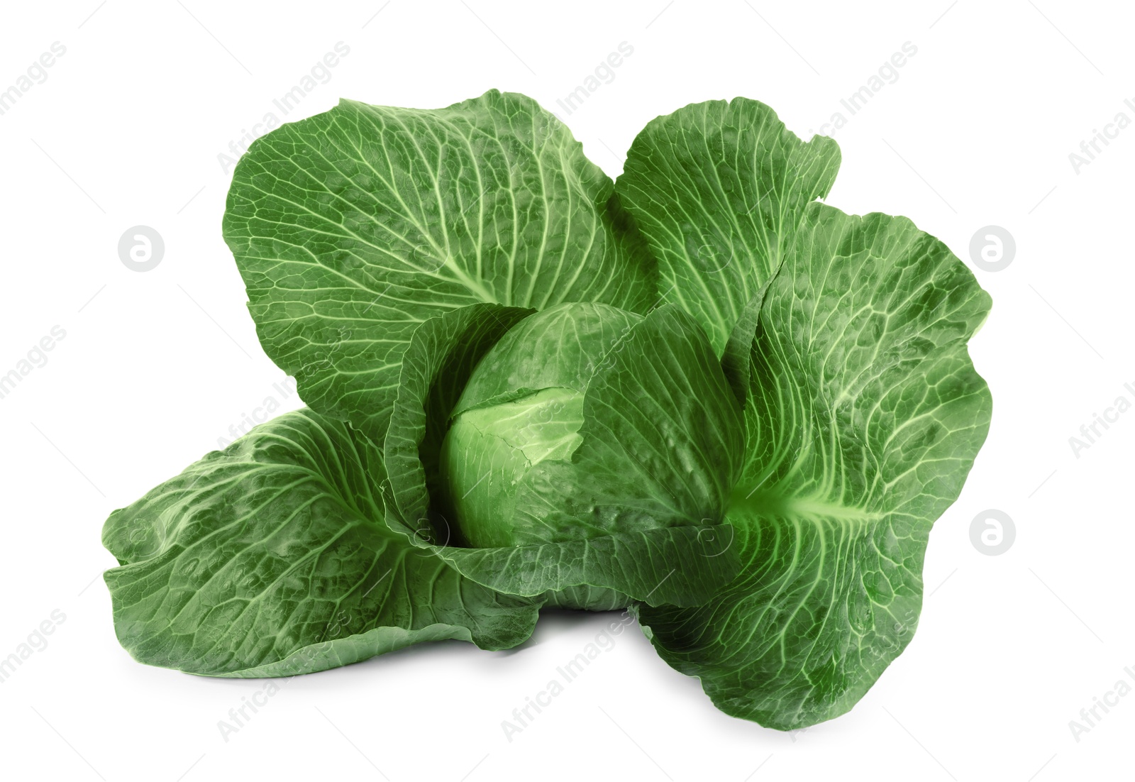 Photo of One ripe head of cabbage isolated on white