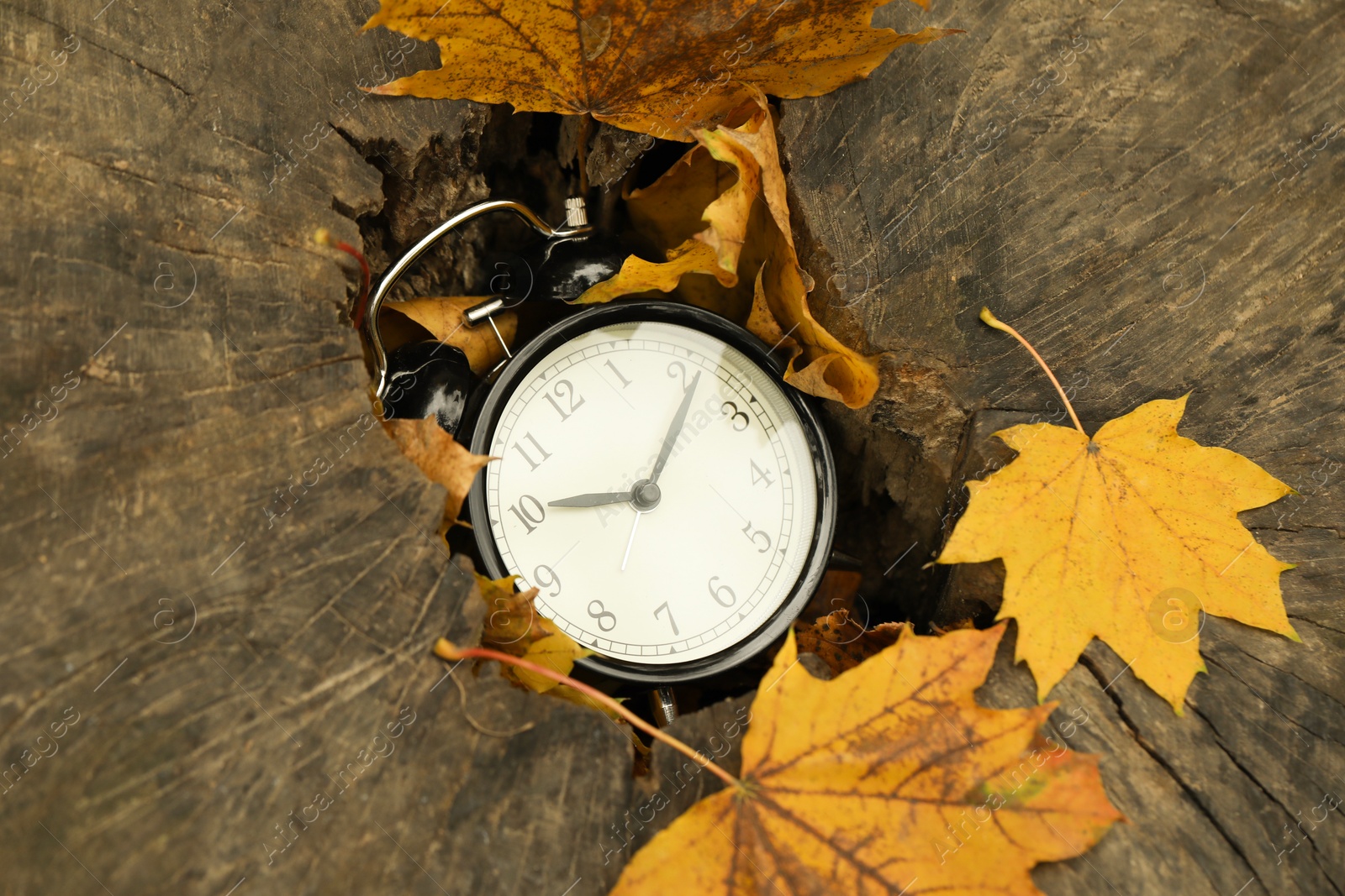 Photo of Autumn time. Alarm clock in tree stump outdoors, closeup