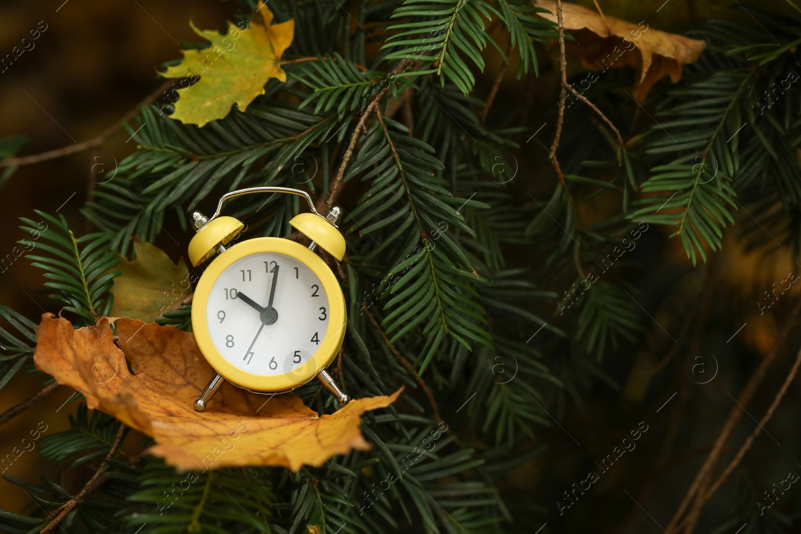 Photo of Autumn time. Alarm clock on coniferous tree in forest