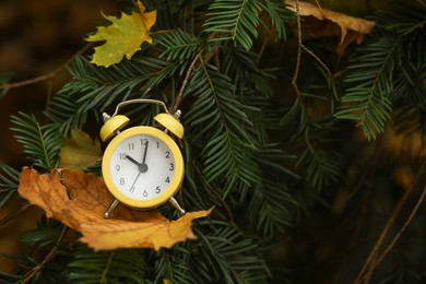 Photo of Autumn time. Alarm clock on coniferous tree in forest