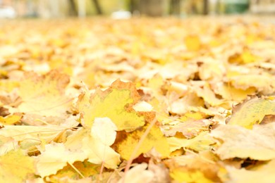 Many fallen autumn leaves on land outdoors, closeup