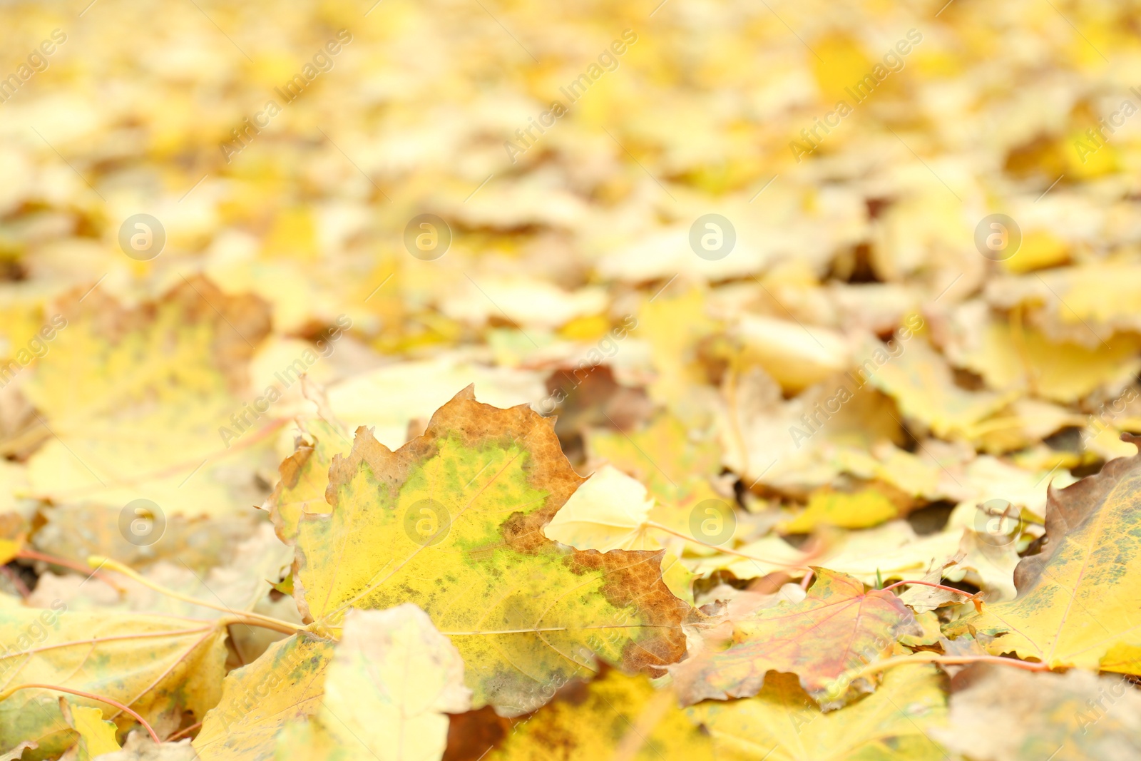 Photo of Many fallen autumn leaves on land outdoors, closeup