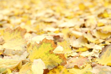 Photo of Many fallen autumn leaves on land outdoors, closeup