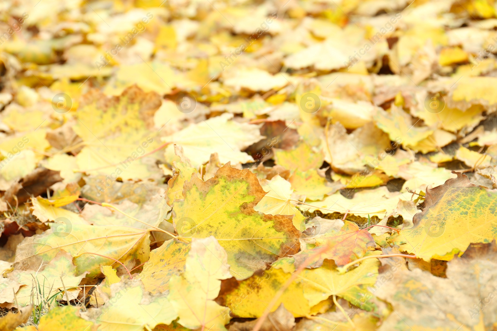 Photo of Many fallen autumn leaves on land outdoors, closeup