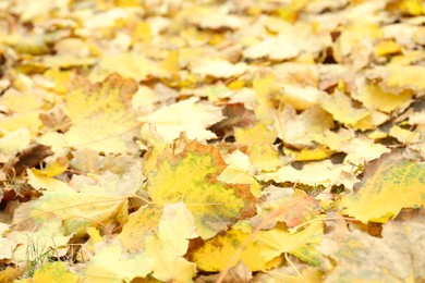 Photo of Many fallen autumn leaves on land outdoors, closeup