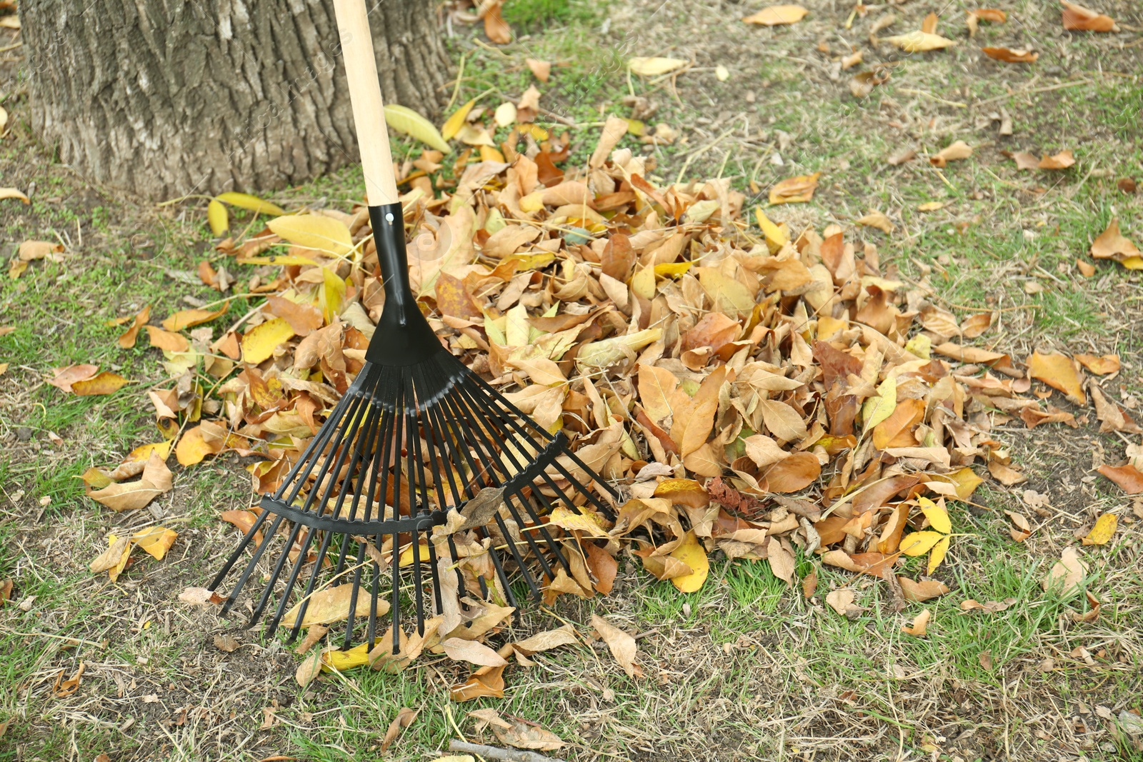 Photo of Fan rake and pile of fallen leaves near tree in autumn park