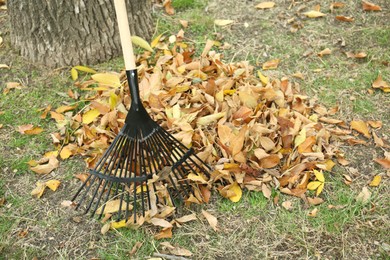 Photo of Fan rake and pile of fallen leaves near tree in autumn park