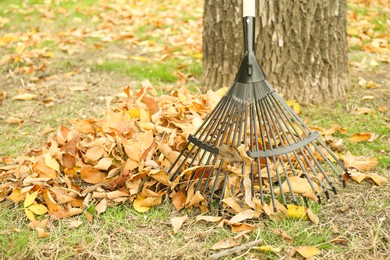 Photo of Fan rake and pile of fallen leaves near tree in autumn park