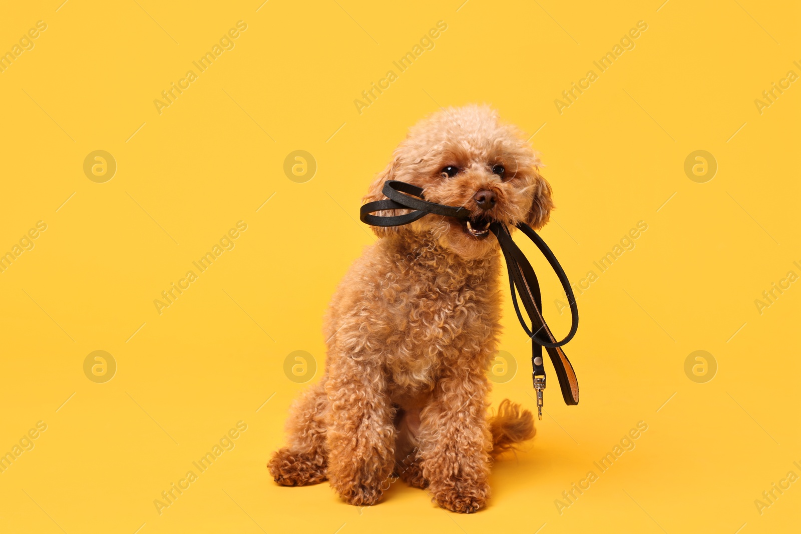 Photo of Walking with dog. Cute Maltipoo with leash on orange background