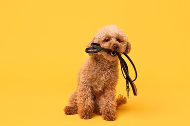 Photo of Walking with dog. Cute Maltipoo with leash on orange background