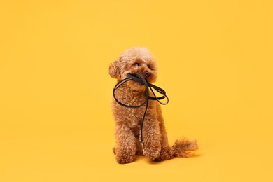 Photo of Walking with dog. Cute Maltipoo with leash on orange background