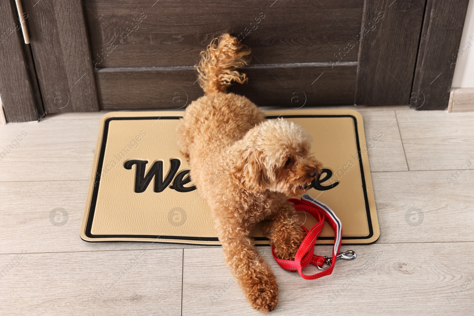 Photo of Walking with dog. Cute Maltipoo with leash near door indoors