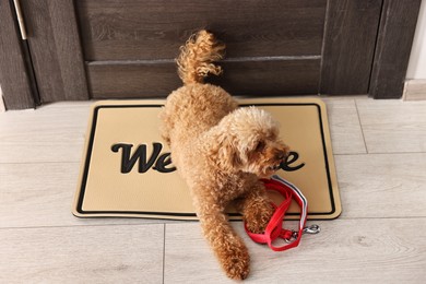 Photo of Walking with dog. Cute Maltipoo with leash near door indoors