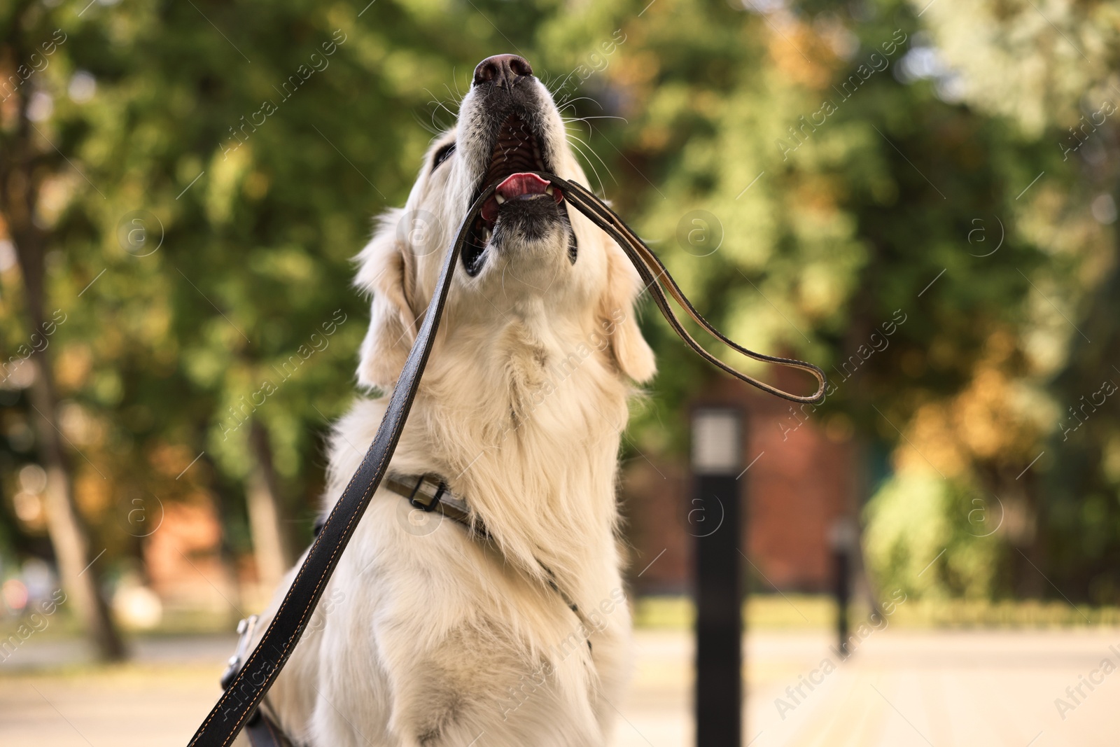 Photo of Walking with dog. Cute Golden Retriever with leash outdoors