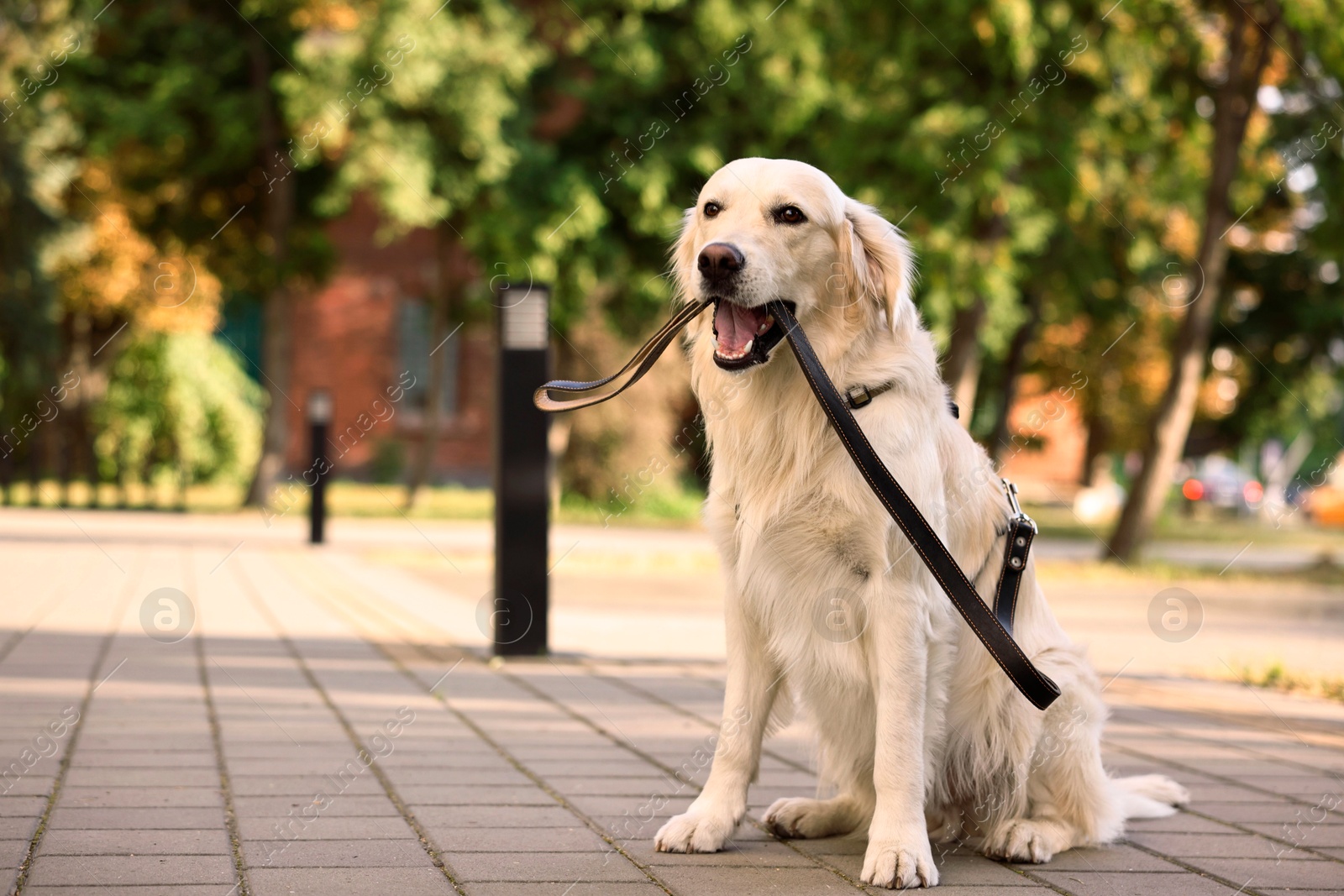 Photo of Walking with dog. Cute Golden Retriever with leash outdoors, space for text