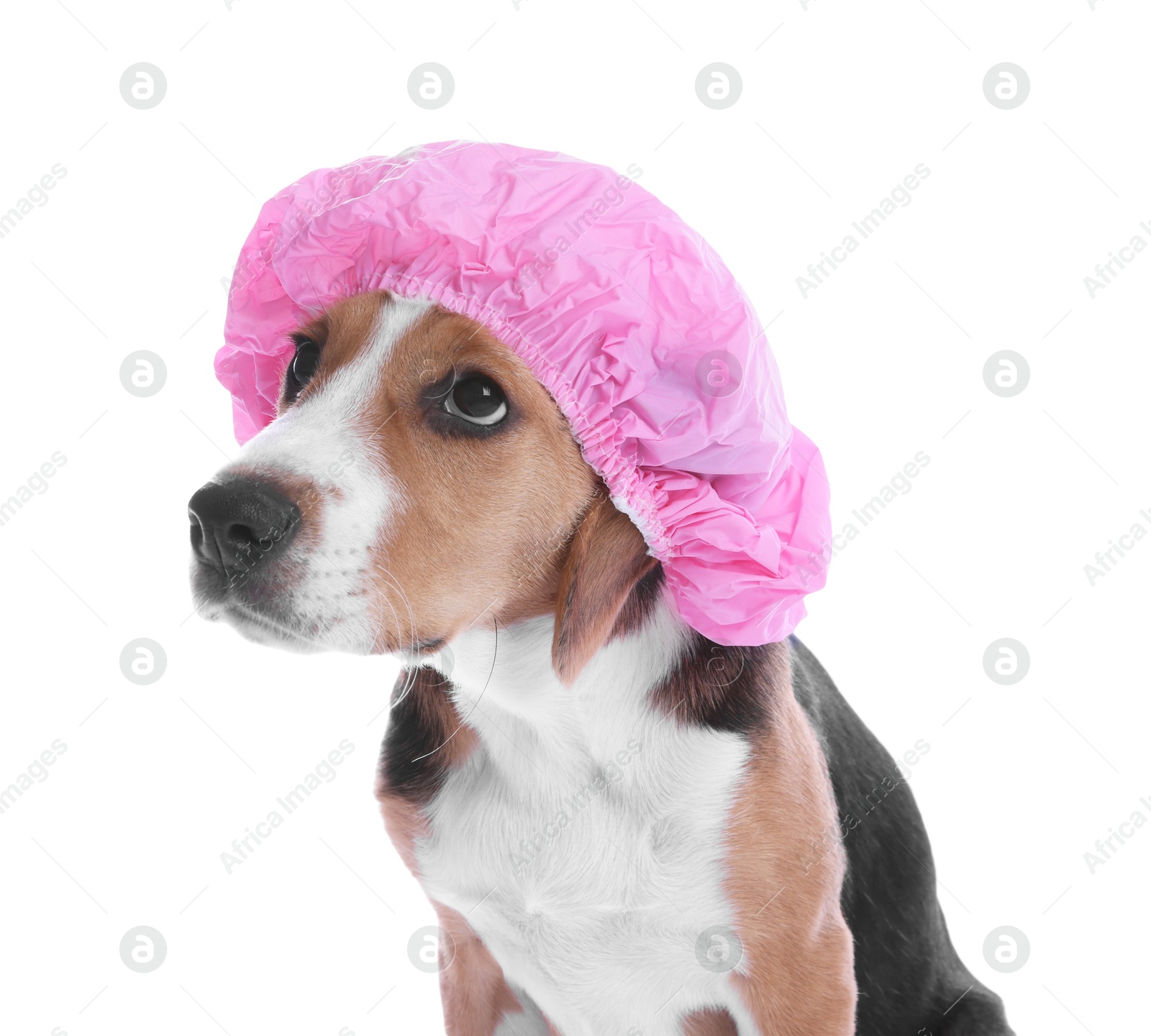 Photo of Adorable dog in pink shower cap on white background