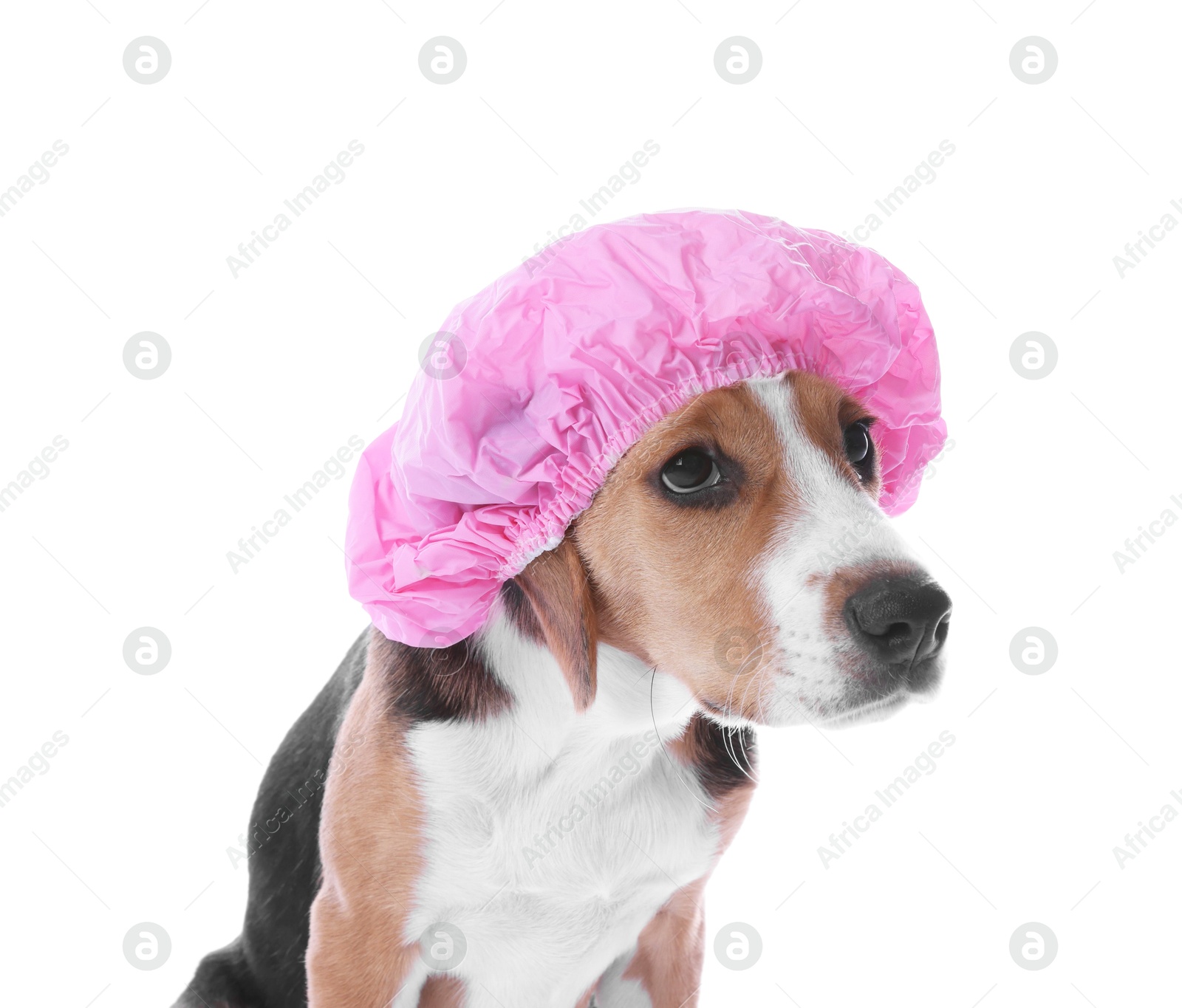 Photo of Adorable dog in pink shower cap on white background