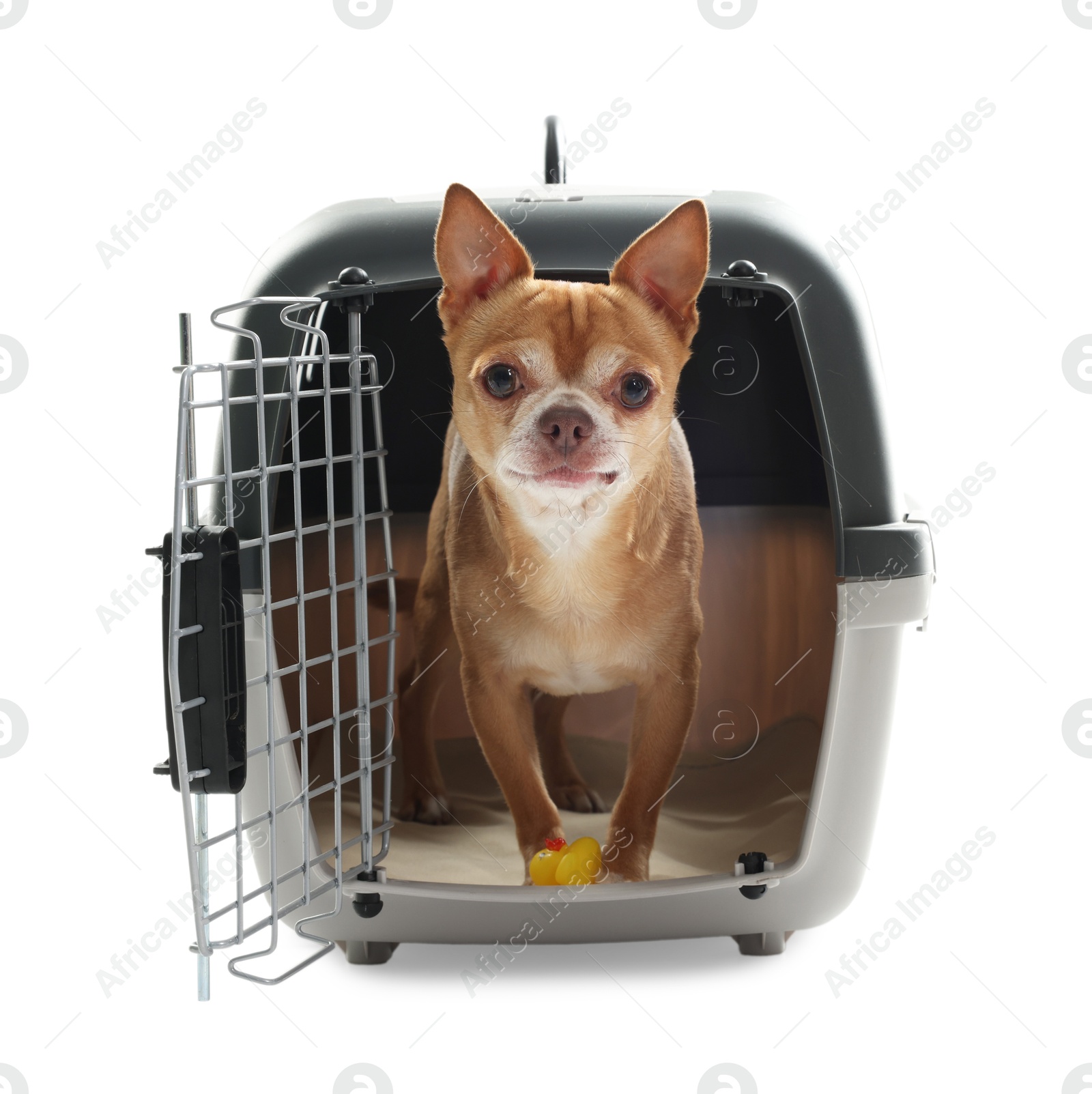 Photo of Adorable dog in pet carrier isolated on white