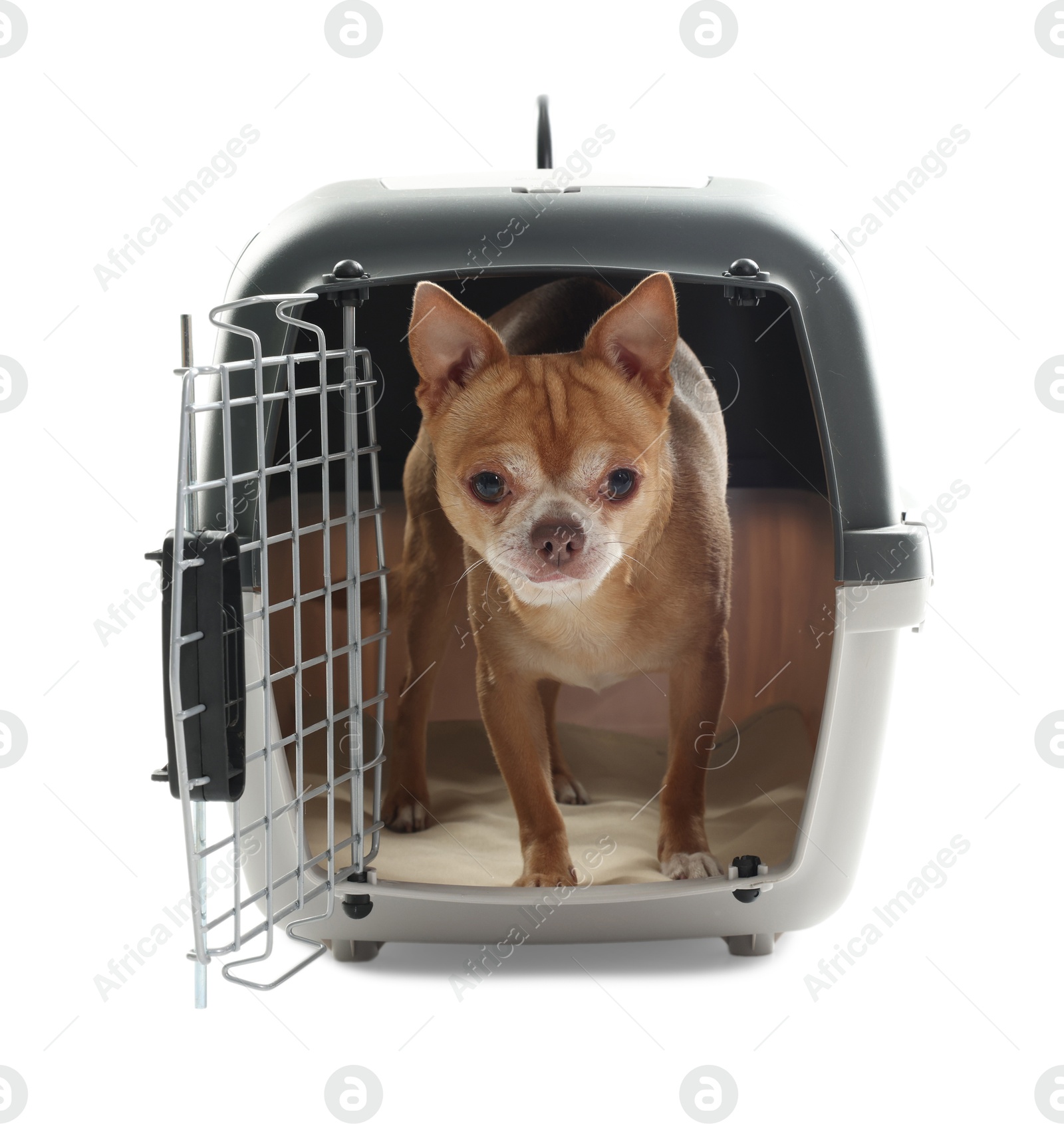 Photo of Adorable dog in pet carrier isolated on white