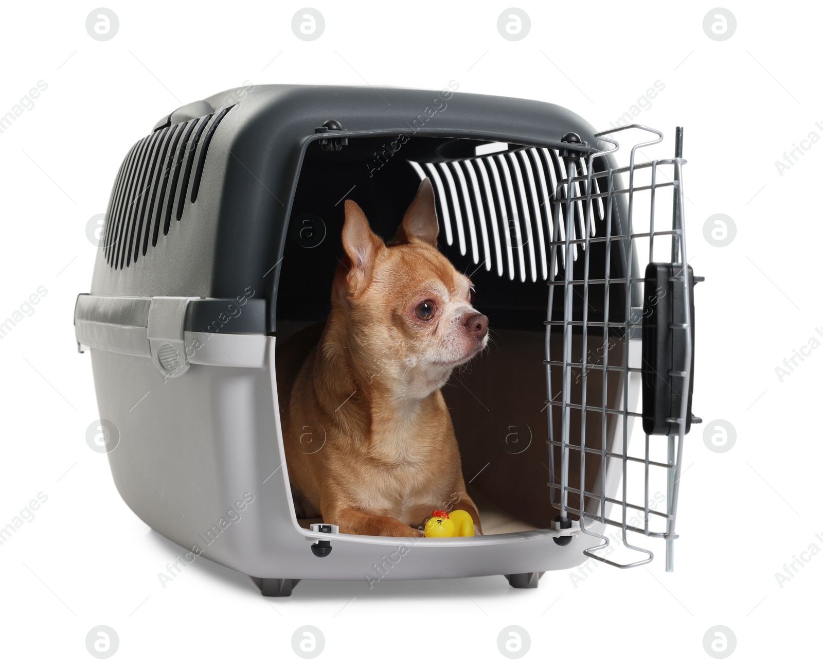 Photo of Adorable dog with toy in pet carrier isolated on white