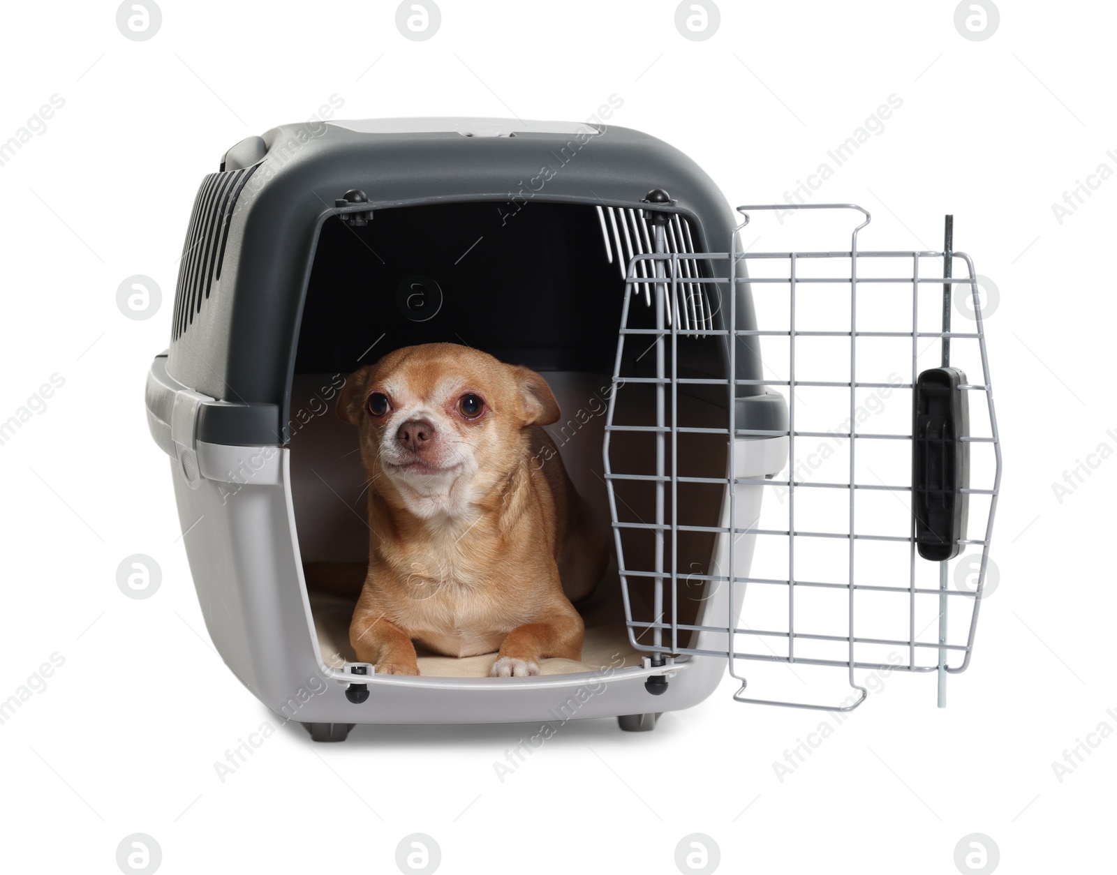 Photo of Adorable dog in pet carrier isolated on white