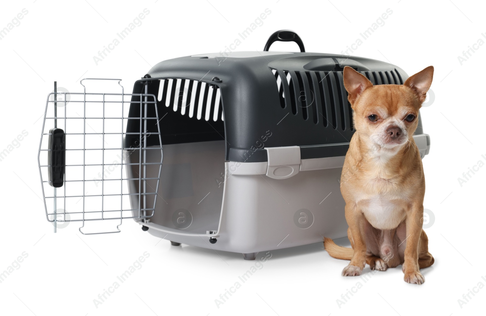 Photo of Adorable dog near pet carrier isolated on white