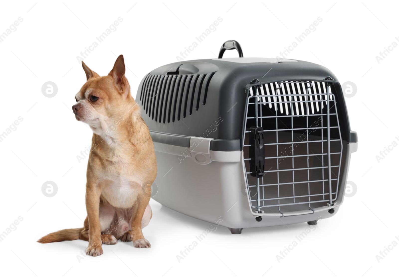 Photo of Adorable dog near pet carrier isolated on white