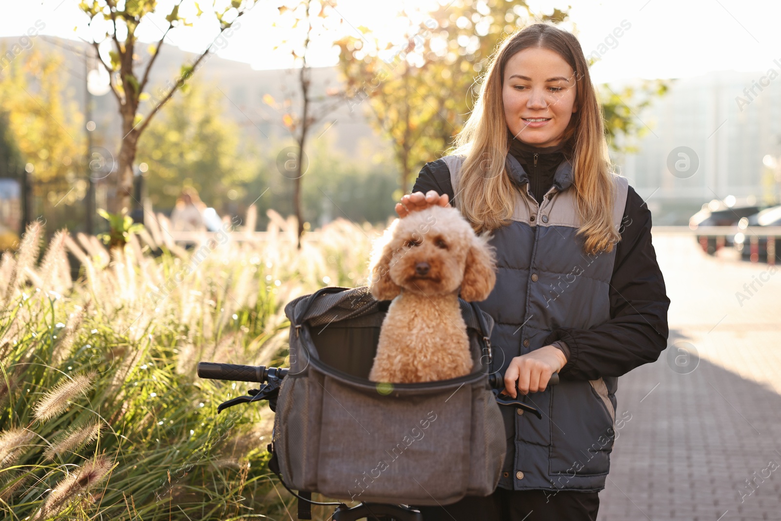 Photo of Woman with bicycle and cute Toy Poodle dog in pet carrier outdoors on sunny day