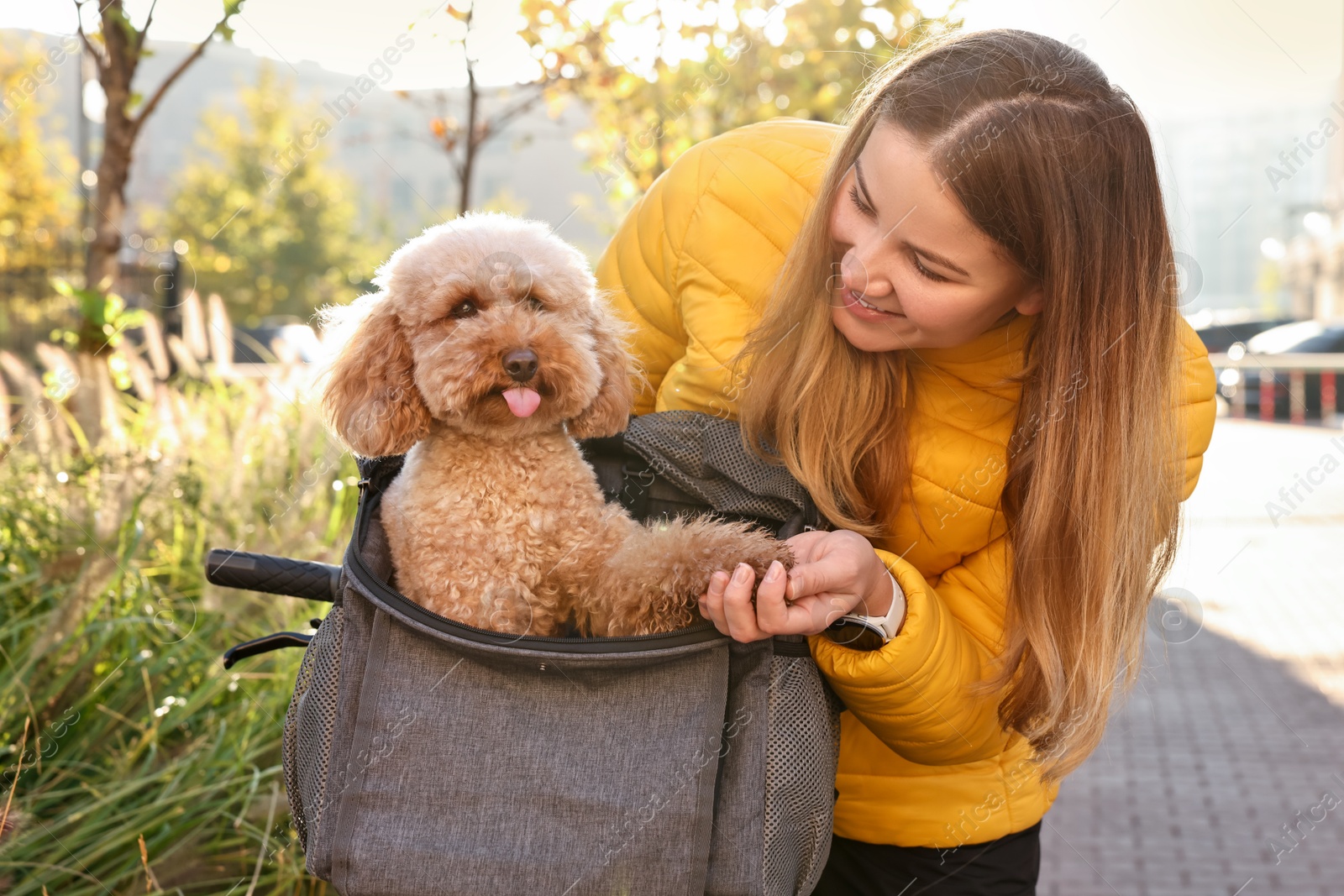 Photo of Smiling woman with bicycle and cute Toy Poodle dog in pet carrier outdoors on sunny day